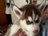 Magnifiques chiots Husky de Sibérie disponibles de suite