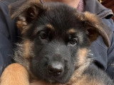 Chiot Berger Allemand mâle noir et feu LOF à vendre de février 2026