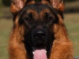 Chiot Berger Allemand mâle noir et feu LOF à vendre de février 2026
