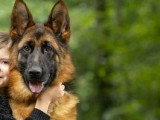 Chiot Berger Allemand mâle noir et feu LOF à vendre de février 2026