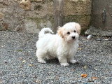 2 chiots Coton de Tuléar non LOF nés en janvier 2026 à vendre