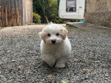 2 chiots Coton de Tuléar non LOF nés en janvier 2026 à vendre