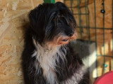 Anna Mary, chienne douce à adopter en association