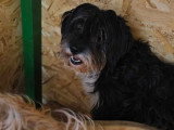 Anna Mary, chienne douce à adopter en association
