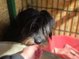 Anna Mary, chienne douce à adopter en association