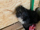 Anna Mary, chienne douce à adopter en association