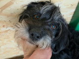 Anna Mary, chienne douce à adopter en association