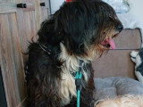 Anna Mary, chienne douce à adopter en association