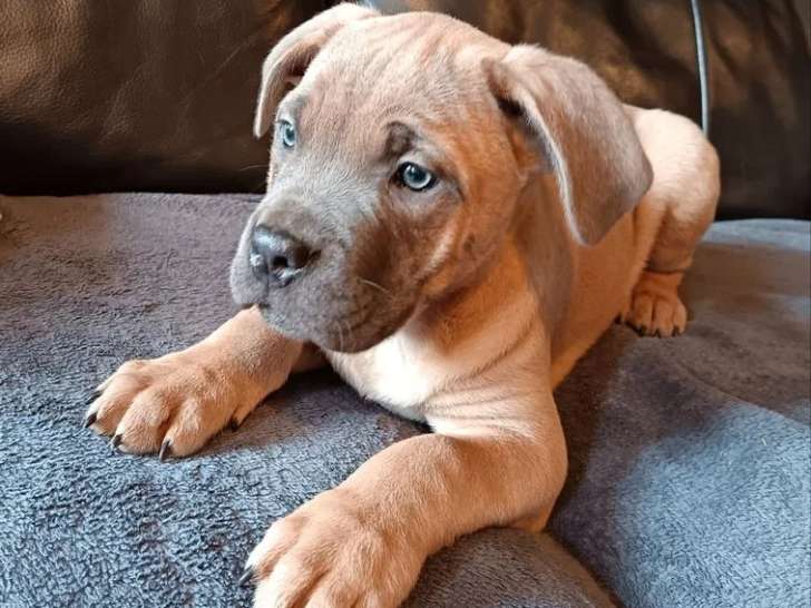 6 chiots Cane Corso non LOF de mars 2026 en vente