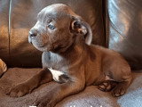 6 chiots Cane Corso non LOF de mars 2026 en vente