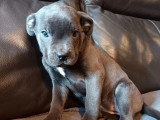 6 chiots Cane Corso non LOF de mars 2026 en vente