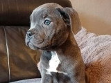 6 chiots Cane Corso non LOF de mars 2026 en vente