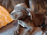6 chiots Cane Corso non LOF de mars 2026 en vente