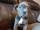 6 chiots Cane Corso non LOF de mars 2026 en vente