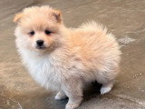 2 chiots Spitz non LOF nés en février 2026 à vendre