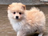 2 chiots Spitz non LOF nés en février 2026 à vendre