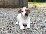 Portée de 4 Jack Russell nés en mars 2026 non LOF à vendre