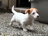 Portée de 4 Jack Russell nés en mars 2026 non LOF à vendre
