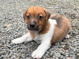 Portée de 4 Jack Russell nés en mars 2026 non LOF à vendre