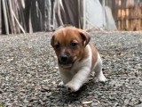 Portée de 4 Jack Russell nés en mars 2026 non LOF à vendre