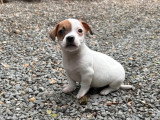 Portée de 4 Jack Russell nés en mars 2026 non LOF à vendre