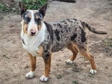 Chien Mini Bull Terrier tricolore black merle de 2024 non LOF à vendre