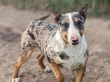 Chien Mini Bull Terrier tricolore black merle de 2024 non LOF à vendre