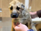Jacky, chiot curieux à adopter en association