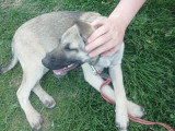 Jacky, chiot curieux à adopter en association