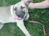 Jacky, chiot curieux à adopter en association