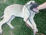 Jacky, chiot curieux à adopter en association
