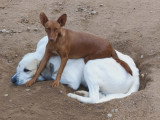 Promisse, adorable petite chienne de 3 ans à adopter en association