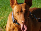 Promisse, adorable petite chienne de 3 ans à adopter en association