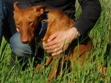 Promisse, adorable petite chienne de 3 ans à adopter en association