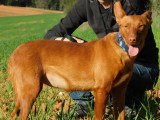 Promisse, adorable petite chienne de 3 ans à adopter en association