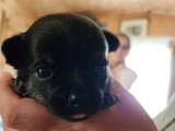 2 chiots femelles Chihuahua non LOF nées en avril 2026 à réserver