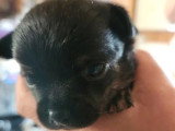 2 chiots femelles Chihuahua non LOF nées en avril 2026 à réserver