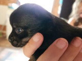2 chiots femelles Chihuahua non LOF nées en avril 2026 à réserver