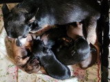 2 chiots femelles Chihuahua non LOF nées en avril 2026 à réserver
