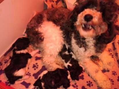 Chiots Caniche toy trop câlins à vendre