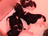 Chiots Caniche toy trop câlins à vendre