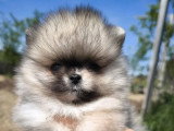 Deux chiots Spitz Nain Type Poméranien non LOF nés en février 2026 à vendre