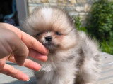 Deux chiots Spitz Nain Type Poméranien non LOF nés en février 2026 à vendre