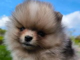 Deux chiots Spitz Nain Type Poméranien non LOF nés en février 2026 à vendre