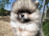 Deux chiots Spitz Nain Poméranien non LOF nés en février 2026 à vendre