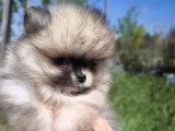 Deux chiots Spitz Nain Poméranien non LOF nés en février 2026 à vendre