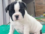 Chiot femelle Bouledogue Français blanche et noire à réserver non LOF née en avril 2026