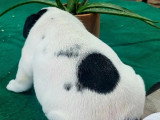 Chiot femelle Bouledogue Français blanche et noire à réserver non LOF née en avril 2026