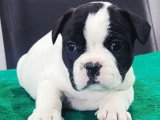 Chiot femelle Bouledogue Français blanche et noire à réserver non LOF née en avril 2026