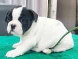 Chiot femelle Bouledogue Français blanche et noire à réserver non LOF née en avril 2026